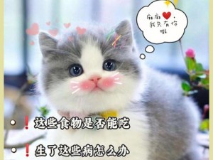 《灵猫传：策略解析与养猫-卡分配全攻略》