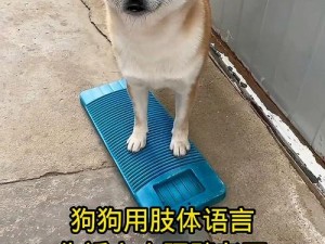 面对跪着的主人、面对跪着的主人，宠物犬会有什么反应？