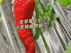 成都香蕉草莓科技有限公司【成都香蕉草莓科技有限公司：打造创意科技产品的先锋】