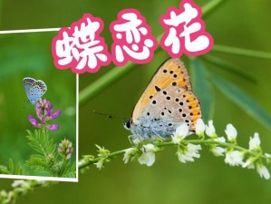 花蝴蝶蝶恋花直播下载;如何下载花蝴蝶蝶恋花直播软件