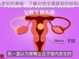 女人私密处的奥秘：了解女性生殖器官的结构和功能