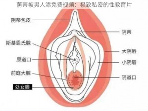 荫蒂被男人添免费视频：极致私密的性教育片