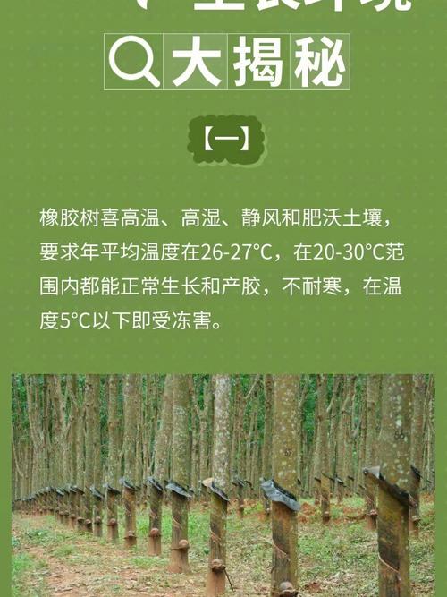 创造与魔法橡胶树的生长之地探索与揭秘：雨林深处的秘境定位之旅