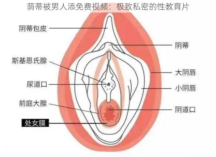 荫蒂被男人添免费视频：极致私密的性教育片