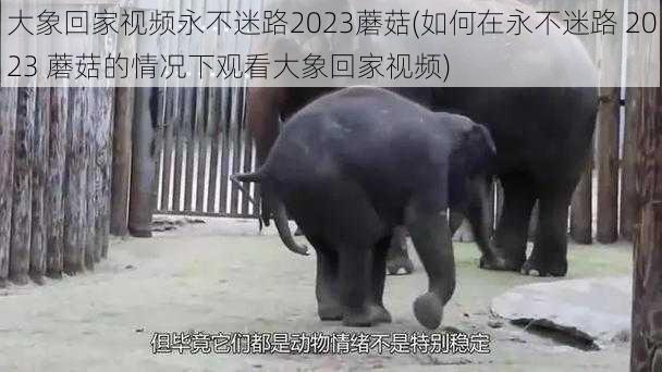 大象回家视频永不迷路2023蘑菇(如何在永不迷路 2023 蘑菇的情况下观看大象回家视频)