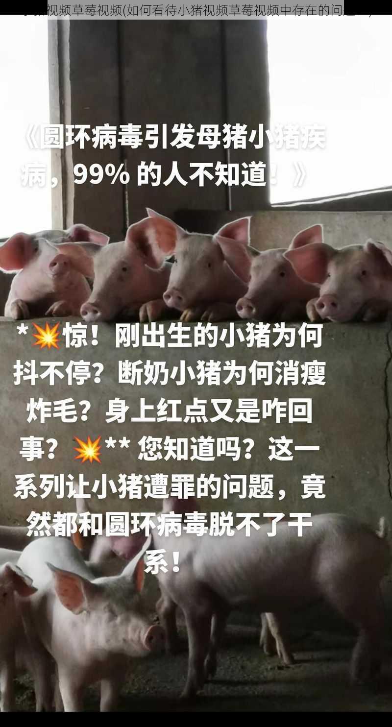 小猪视频草莓视频(如何看待小猪视频草莓视频中存在的问题？)