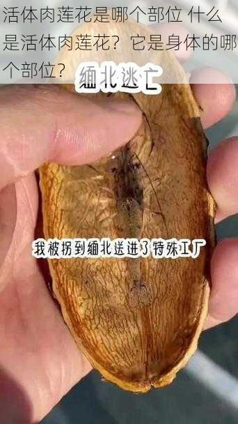 活体肉莲花是哪个部位 什么是活体肉莲花？它是身体的哪个部位？