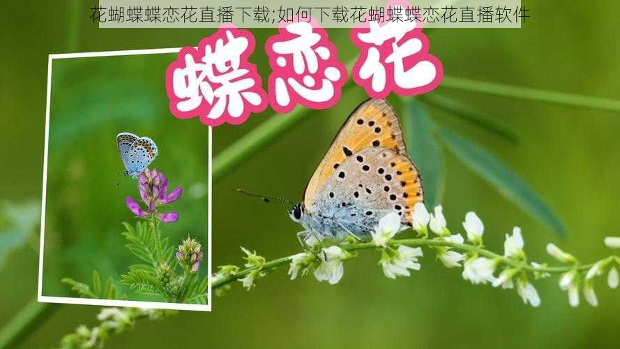 花蝴蝶蝶恋花直播下载;如何下载花蝴蝶蝶恋花直播软件