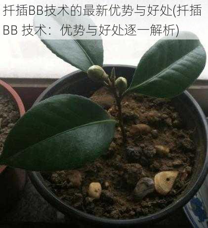 扦插BB技术的最新优势与好处(扦插 BB 技术：优势与好处逐一解析)