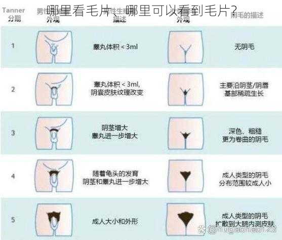 哪里看毛片、哪里可以看到毛片？