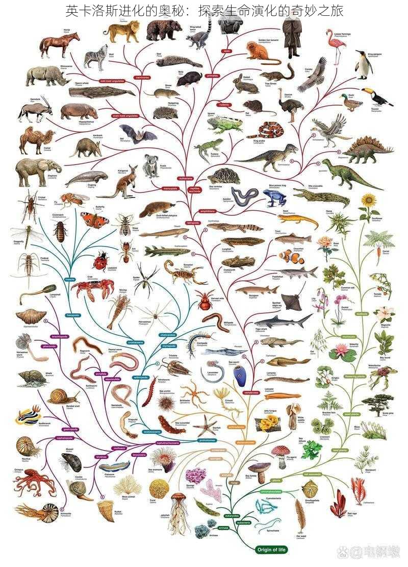 英卡洛斯进化的奥秘：探索生命演化的奇妙之旅
